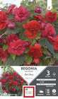 Bégonia Odorata Red Glory 4/5 x3